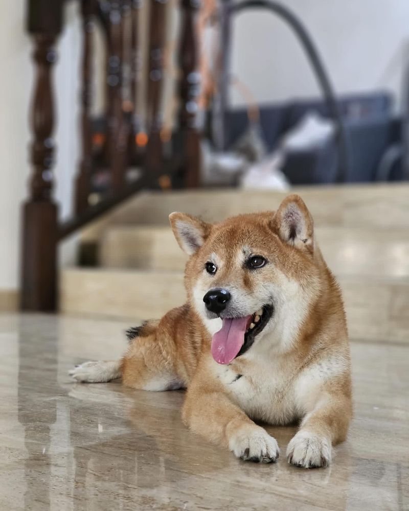 Shiba Inu