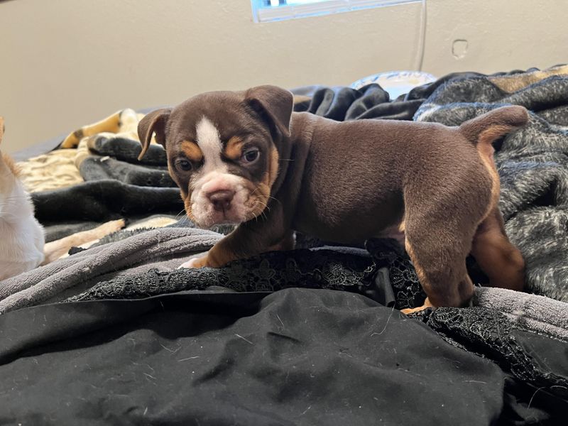 English Bulldog