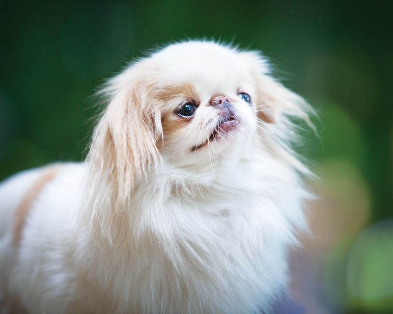 Japanese Chin