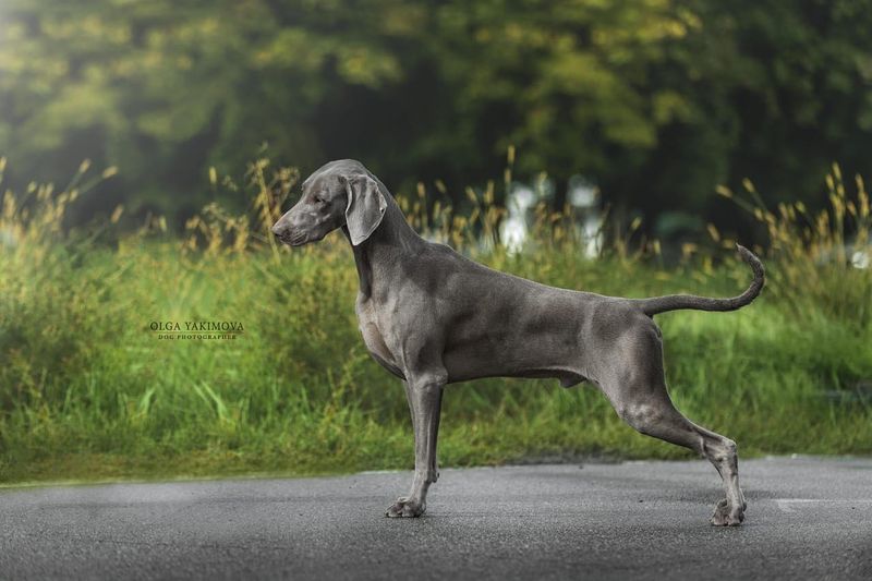 Weimaraner