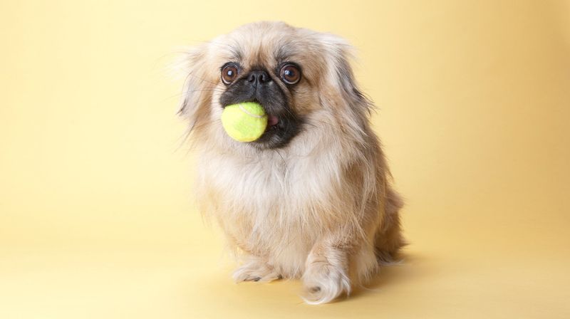 Pekingese