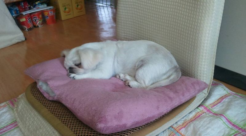 Pekingese