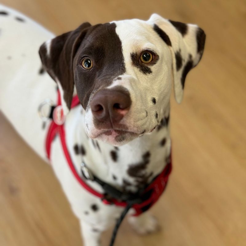 Dalmatian