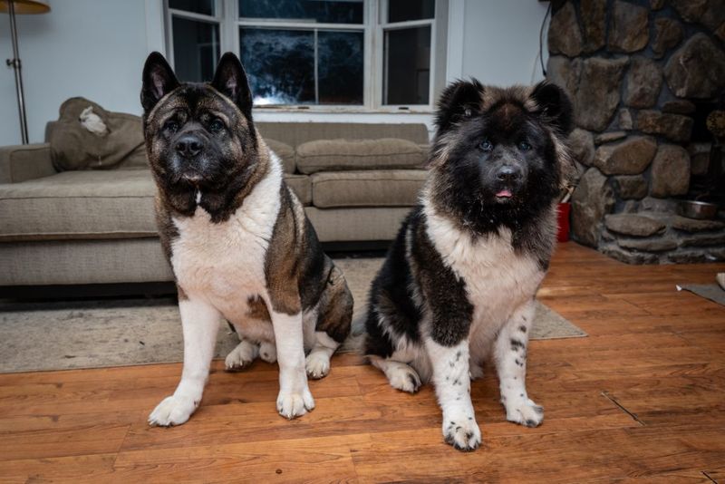 Akitas: Naturally Protective and Territorial