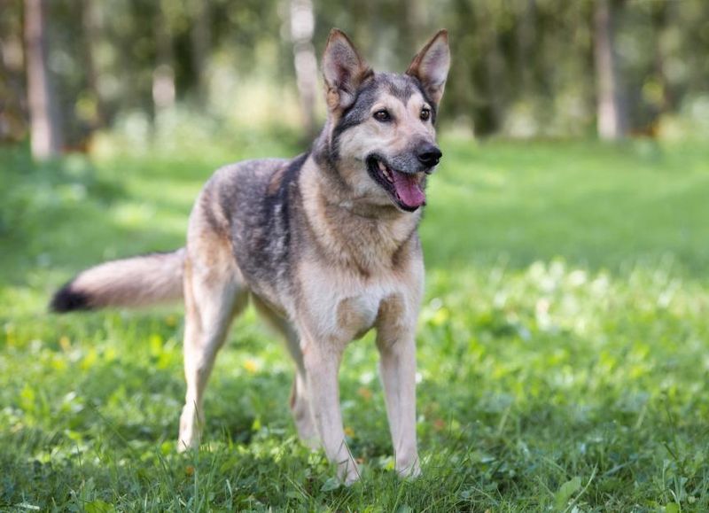 Shepsky