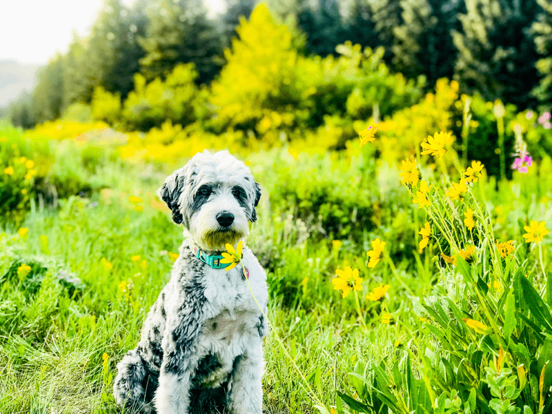 Aussiedoodle