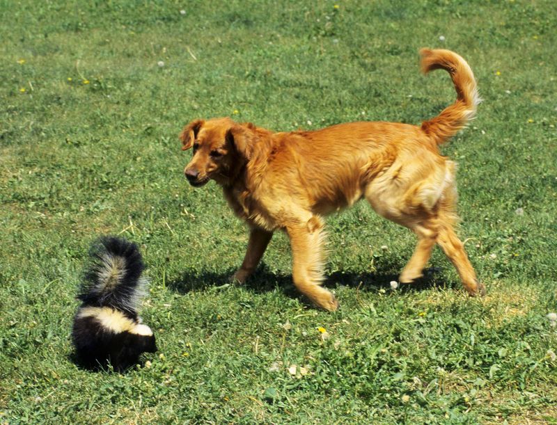 Skunk Spray