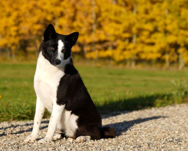 Karelian Bear Dog