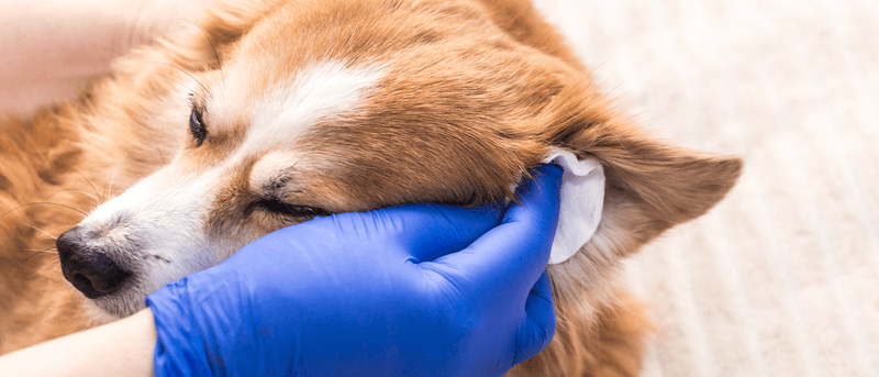 Clean, Odorless Ears