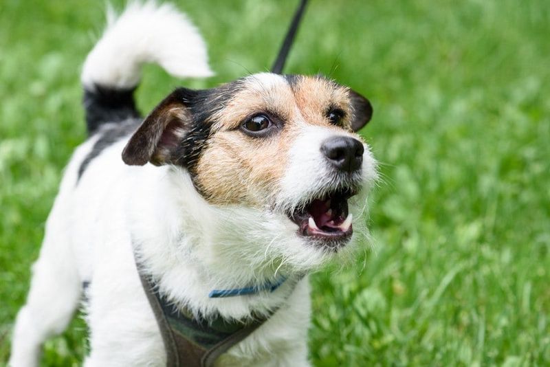 Barking and Noise