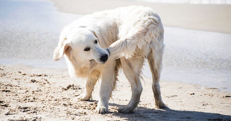 Tail Chasing