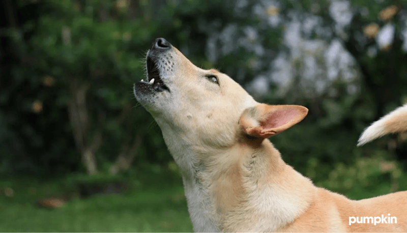 Unsettling Howls