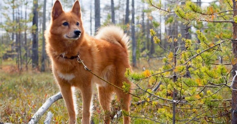Finnish Spitz