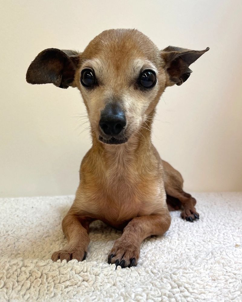 Chihuahua (Low energy variety)