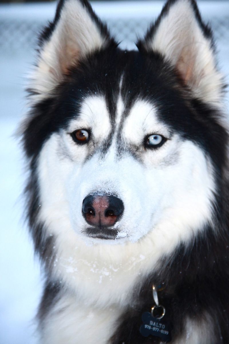 Eye Color
