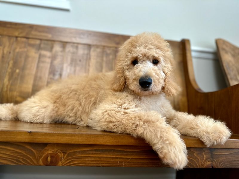Goldendoodle