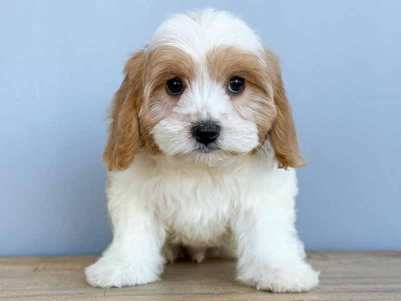 Cavachon