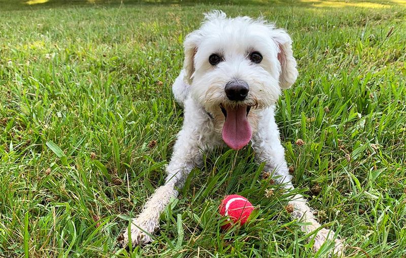 Schnoodle