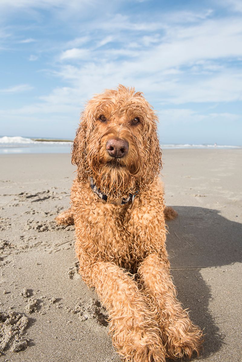 Goldendoodle