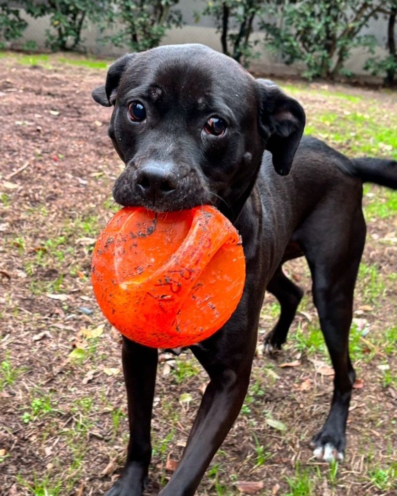 Boxador