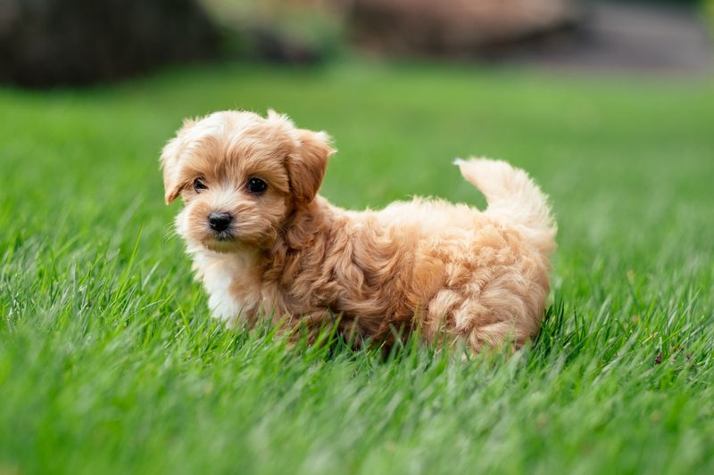 Maltipoo