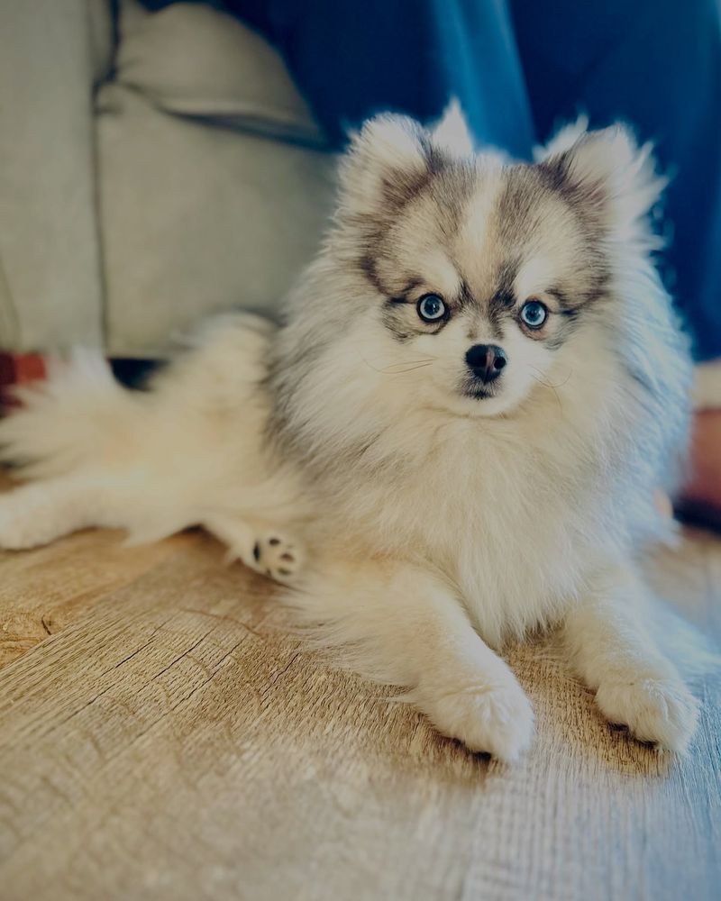 Pomsky