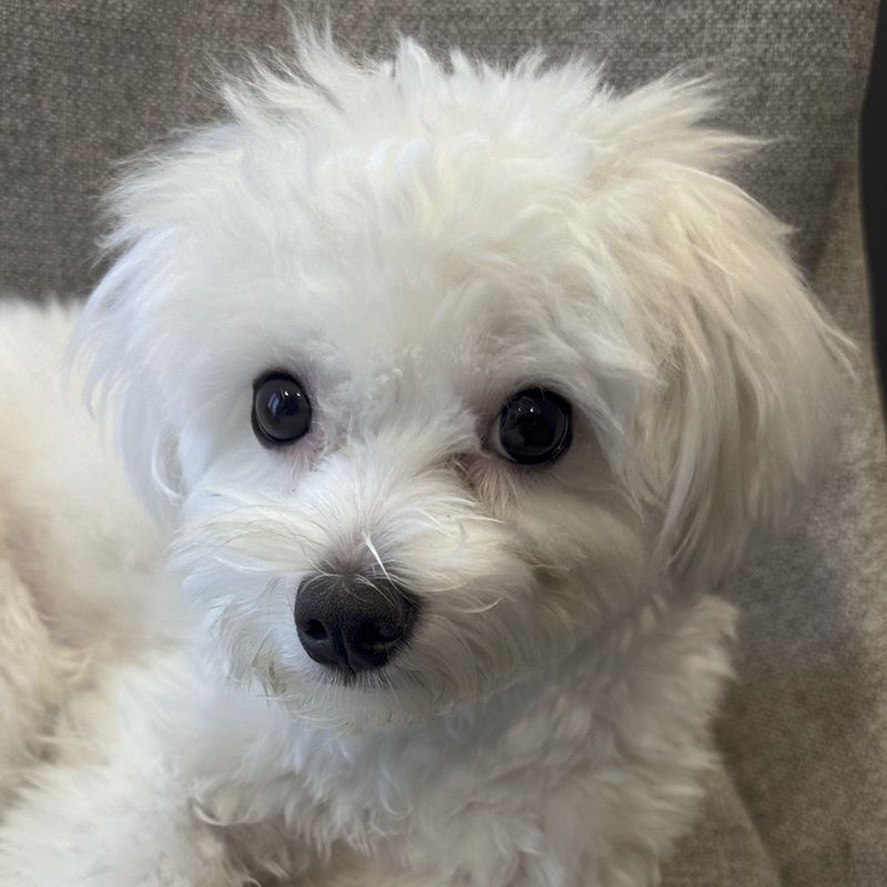 Maltese