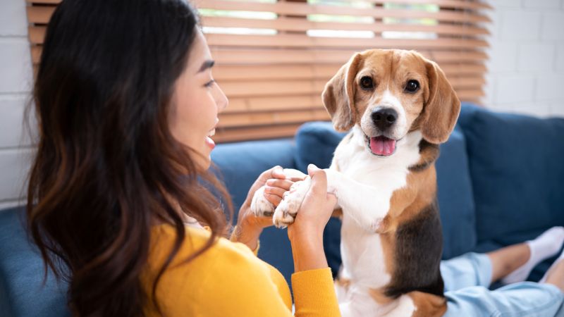 Beagle