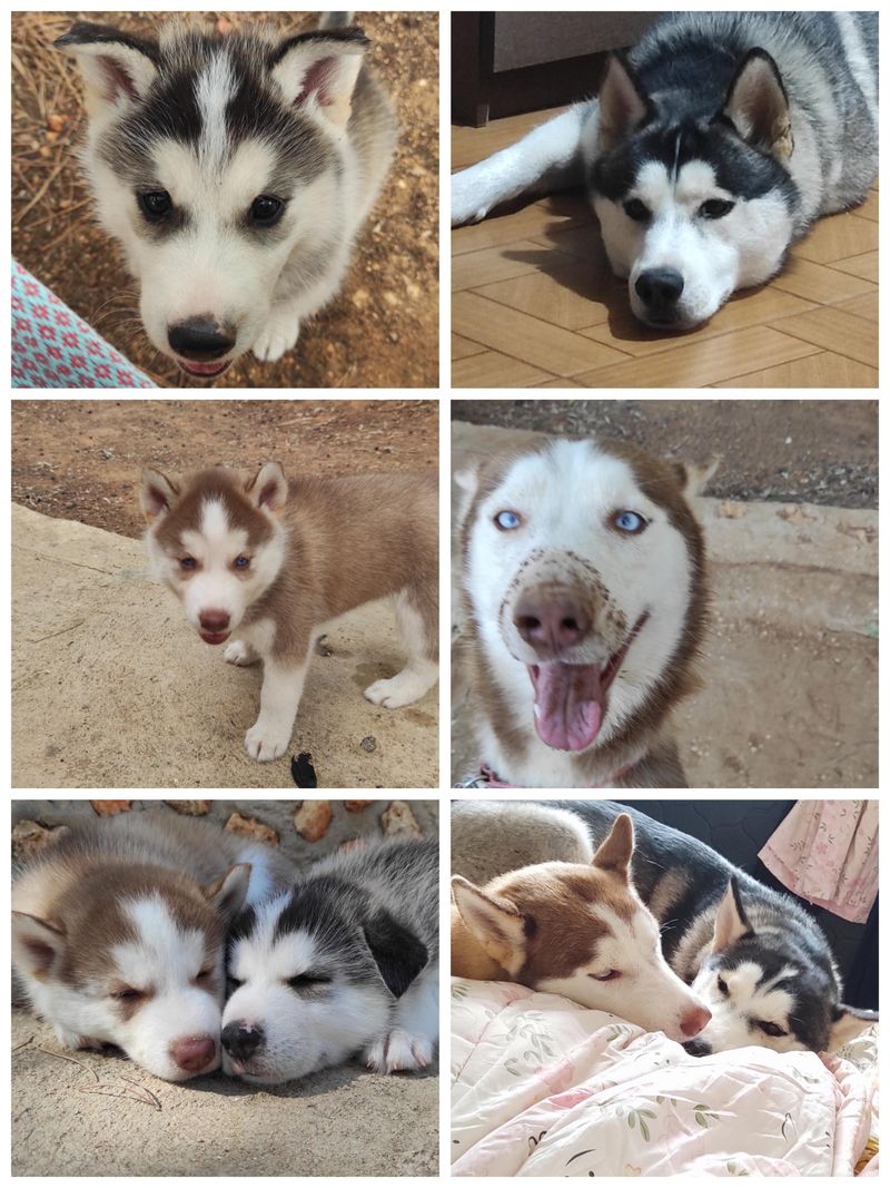 Siberian Husky