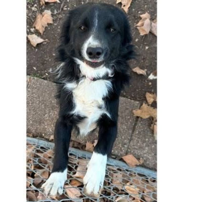Border Collie