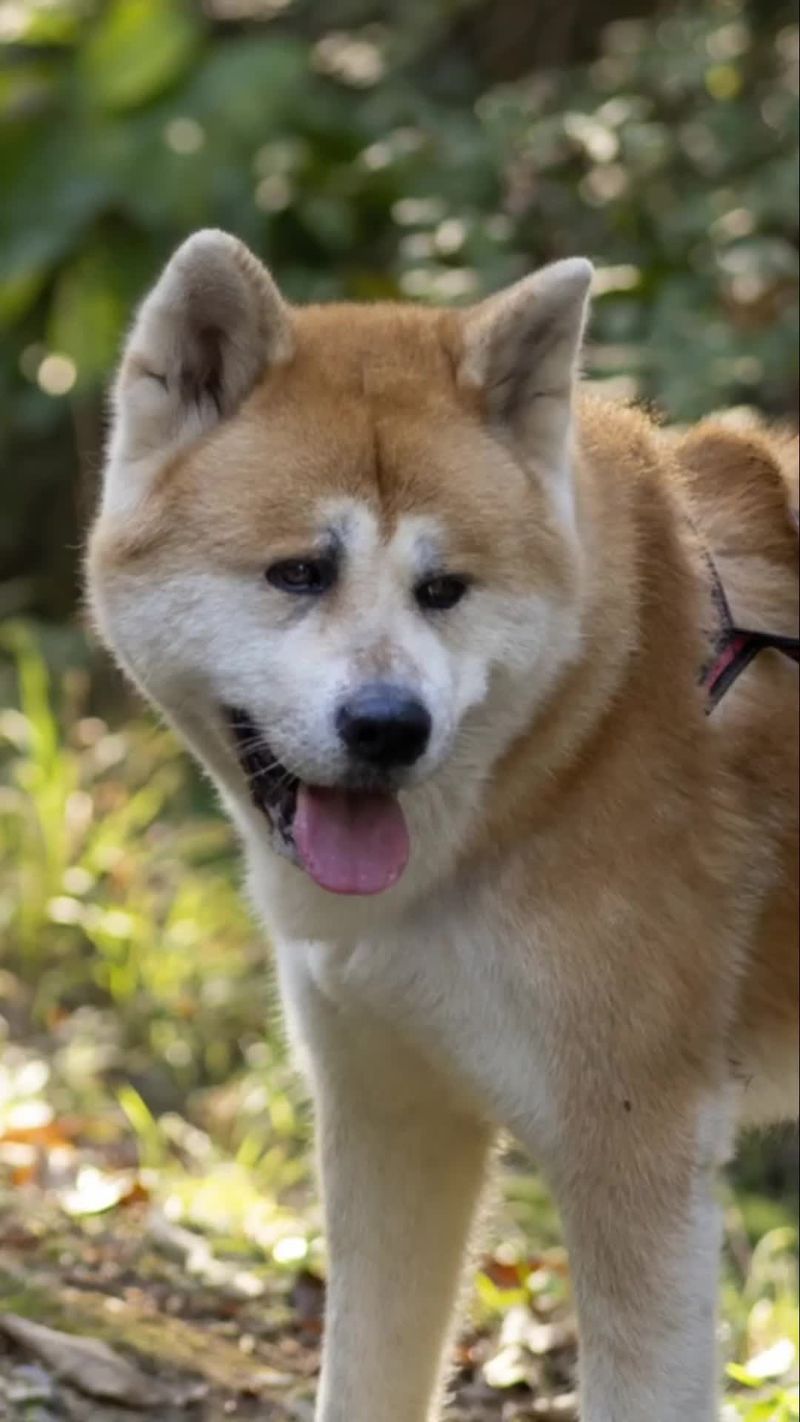 Akita
