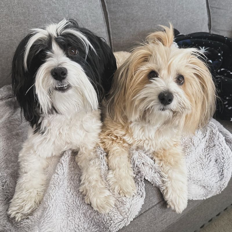 Havanese