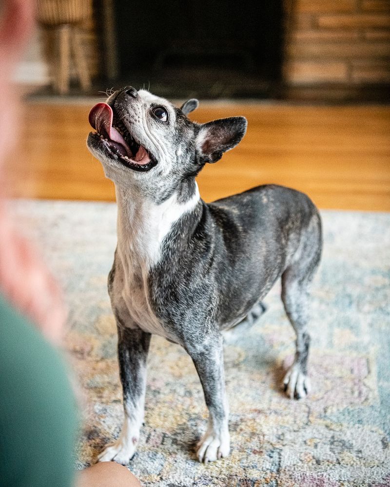 Boston Terrier