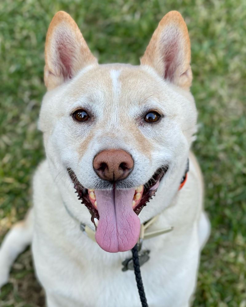 Shiba Inu