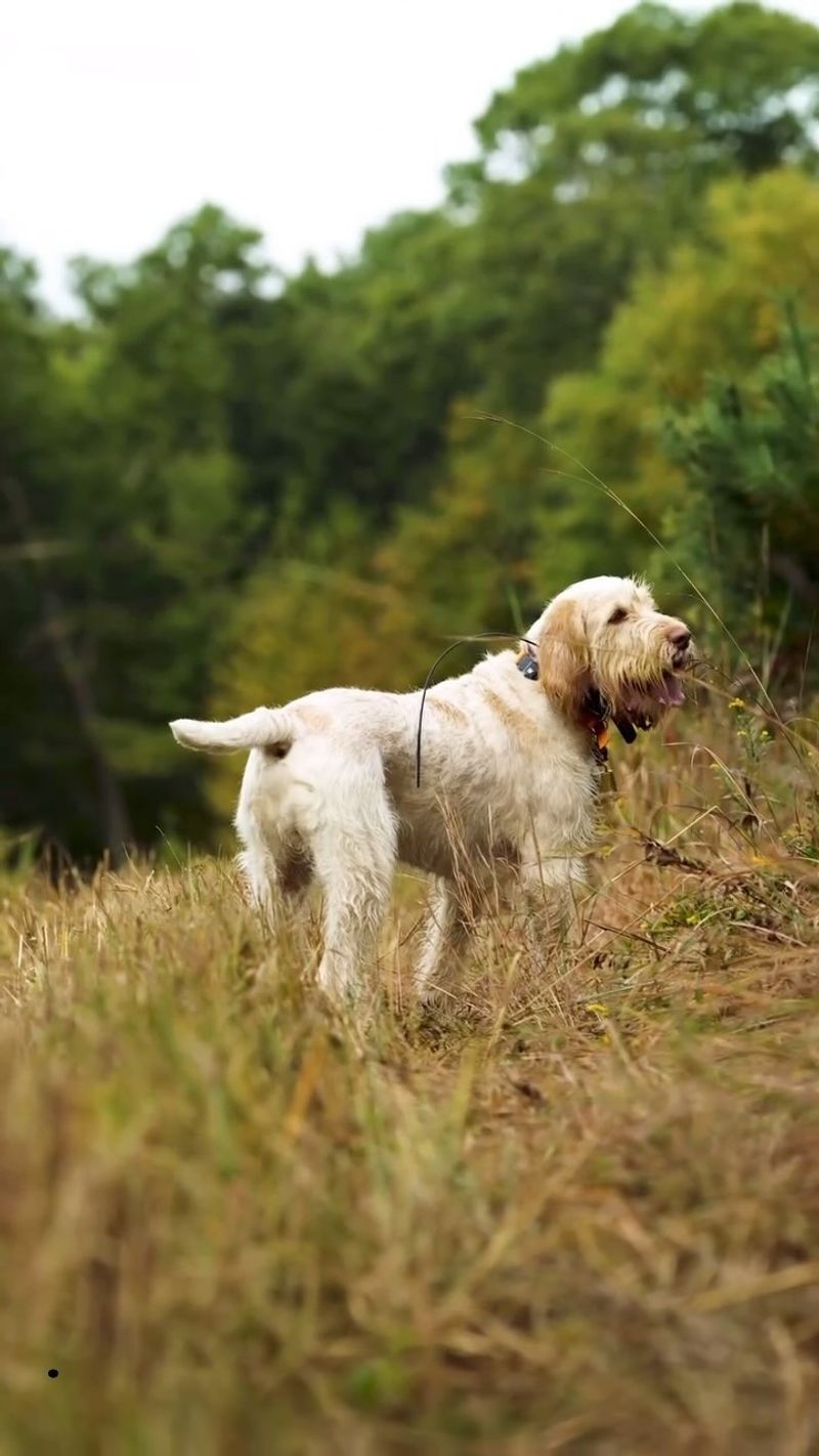 Italian Spinone