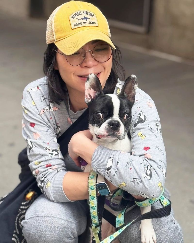 Boston Terrier
