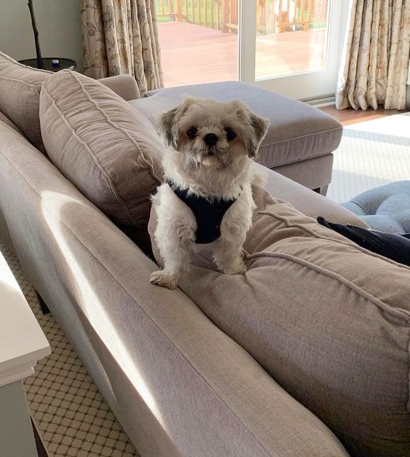 Shih Tzu