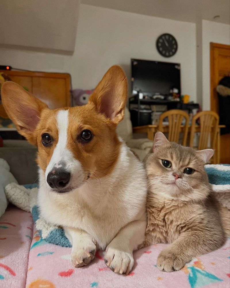 Corgi