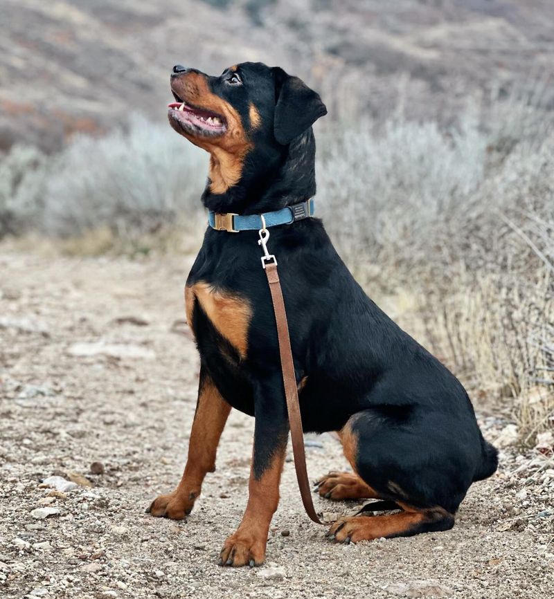 Rottweiler