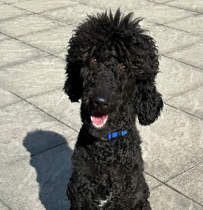 Poodle