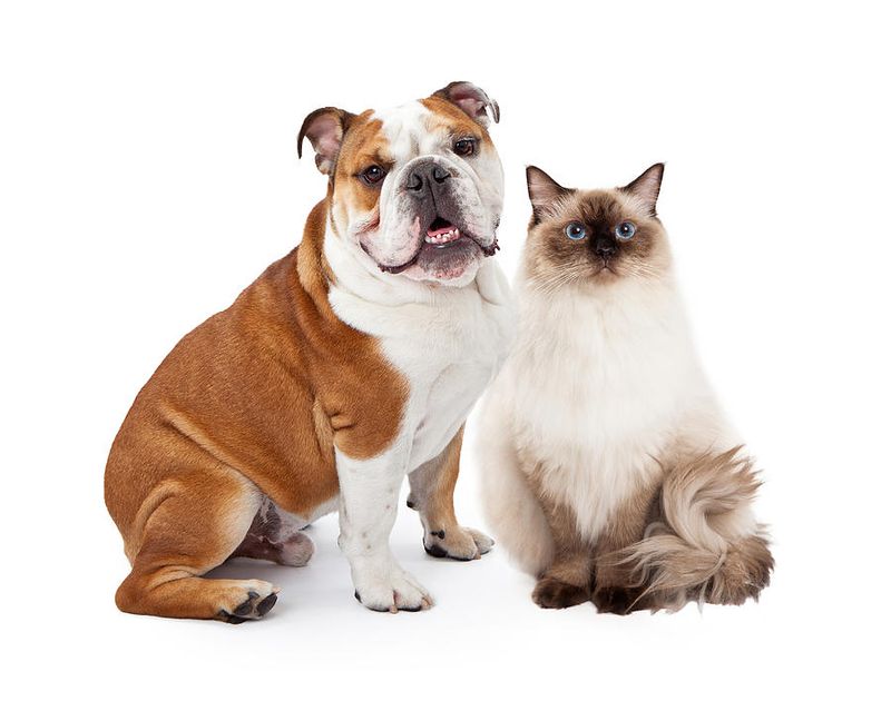 Bulldog