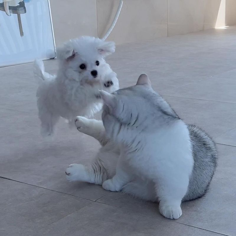 Maltese