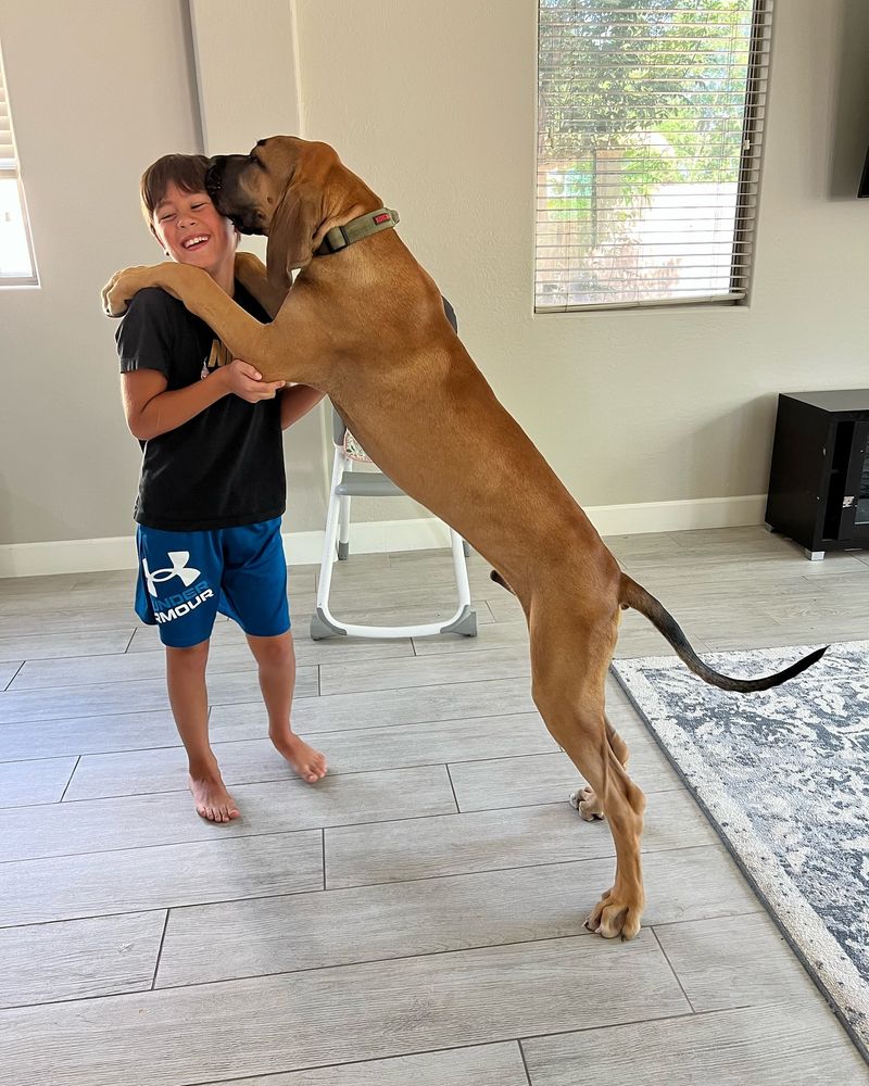 Great Dane