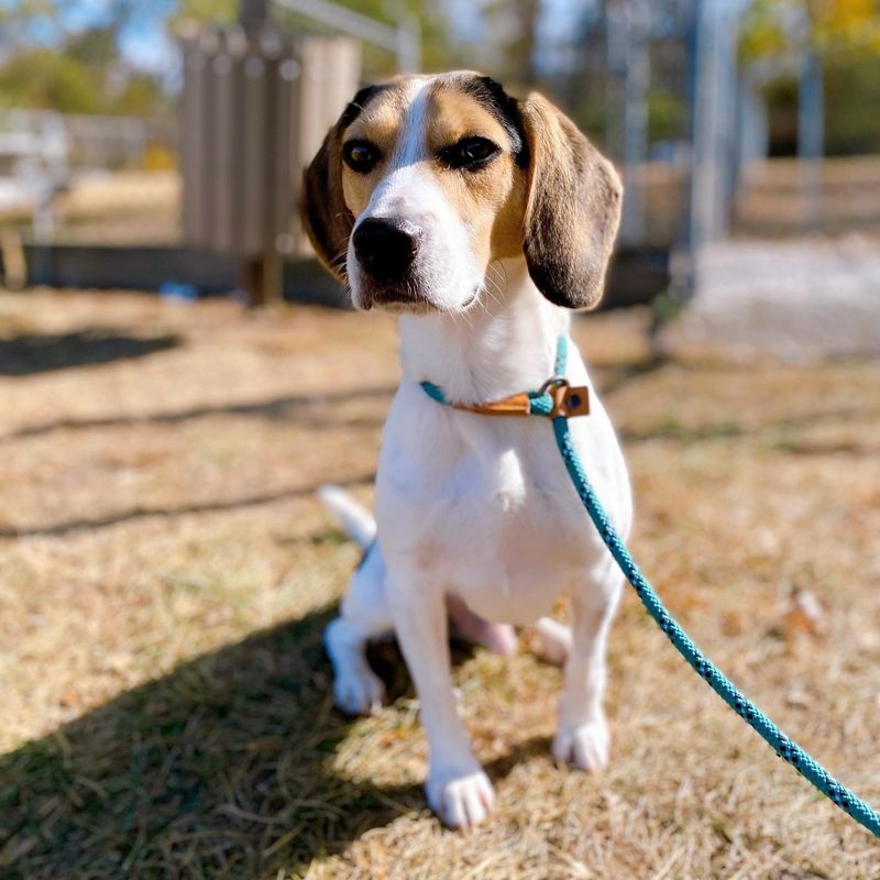 Beagle