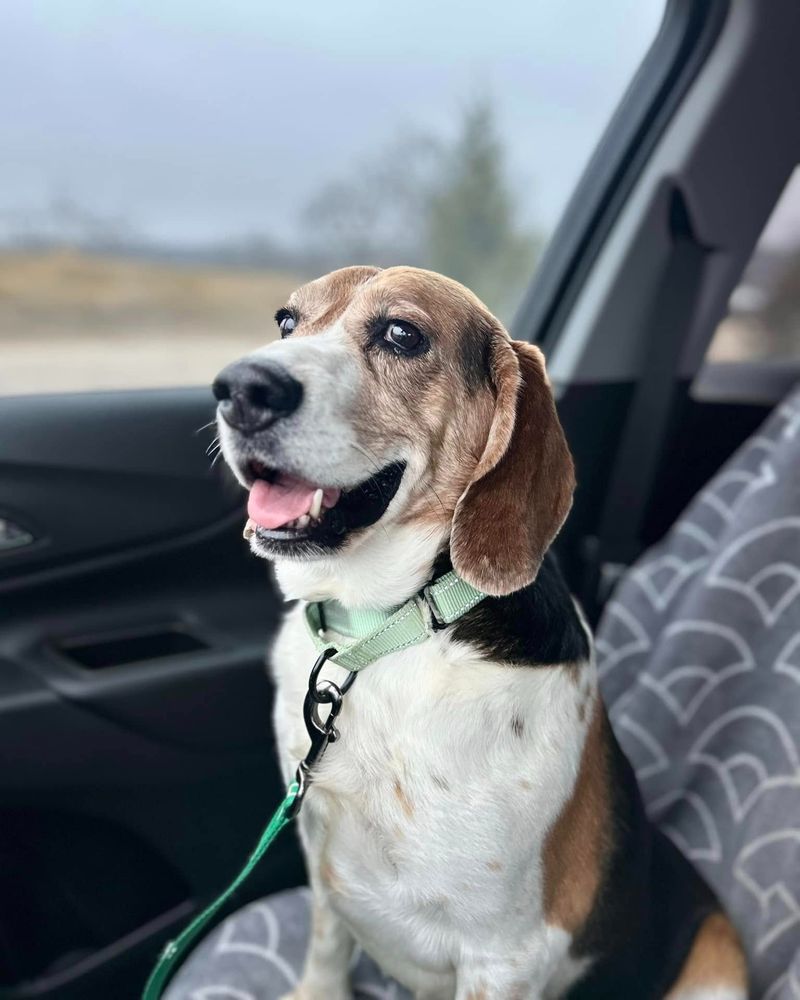 Beagle