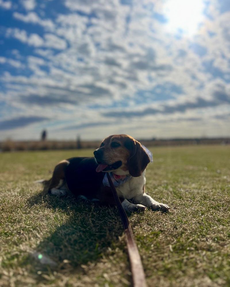 Beagle