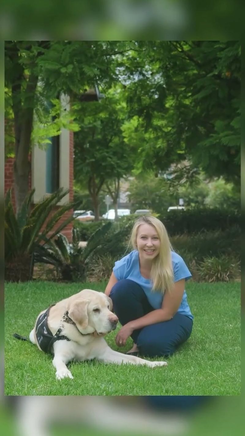 Labrador Retriever