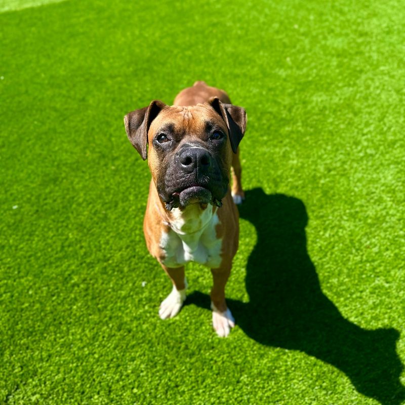 Boxer