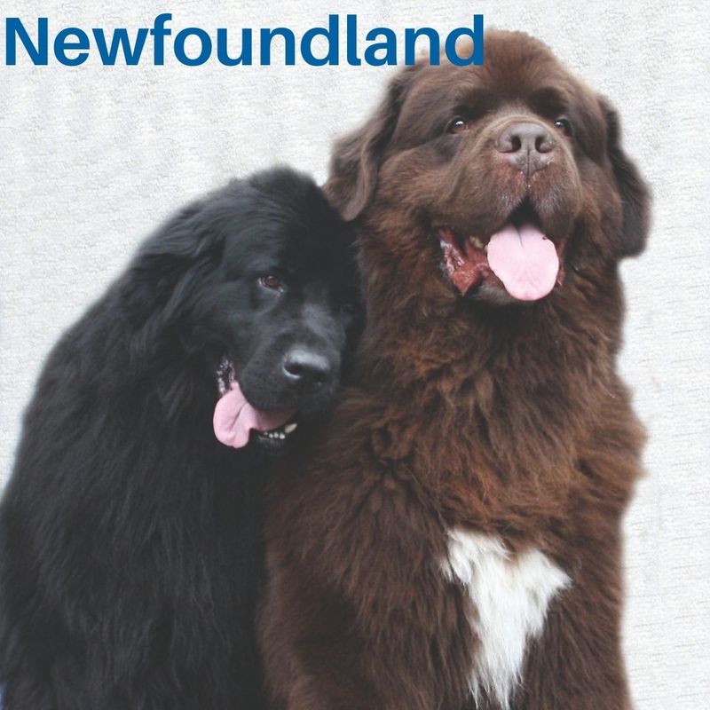 Newfoundland