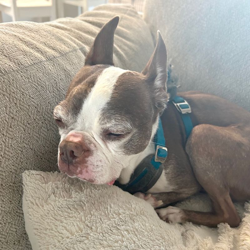Boston Terrier